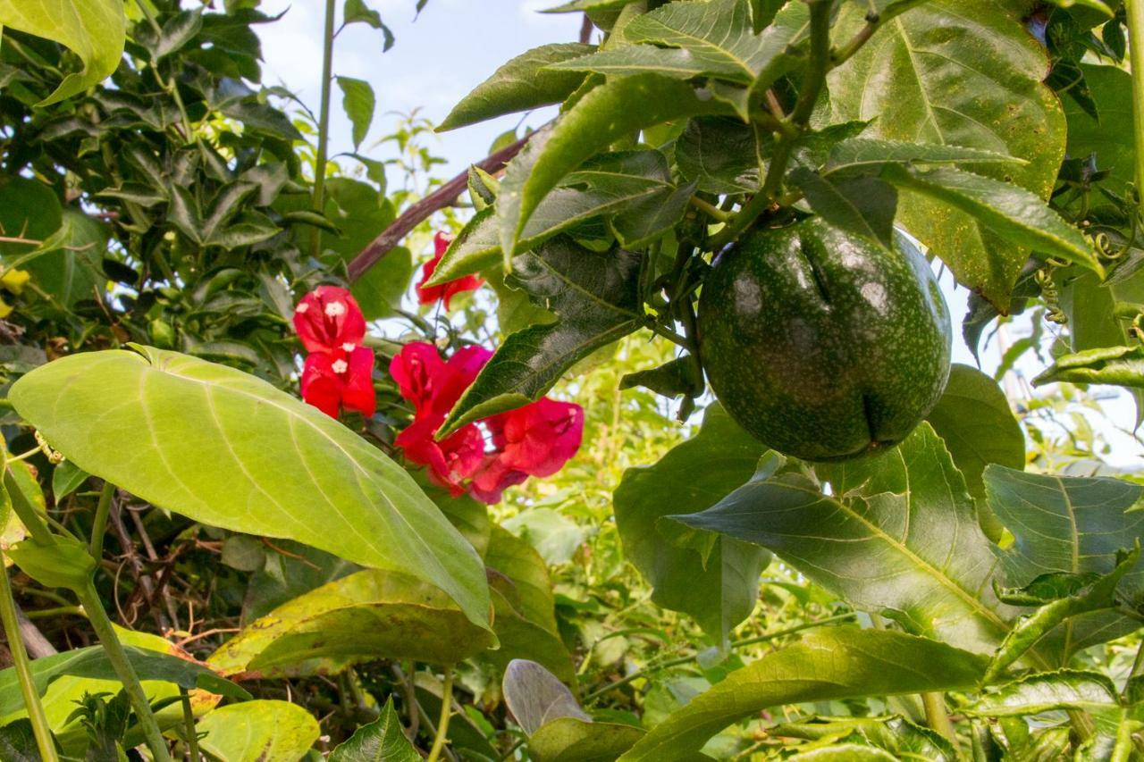 Bodega Goyo Διαμέρισμα Puntallana Εξωτερικό φωτογραφία
