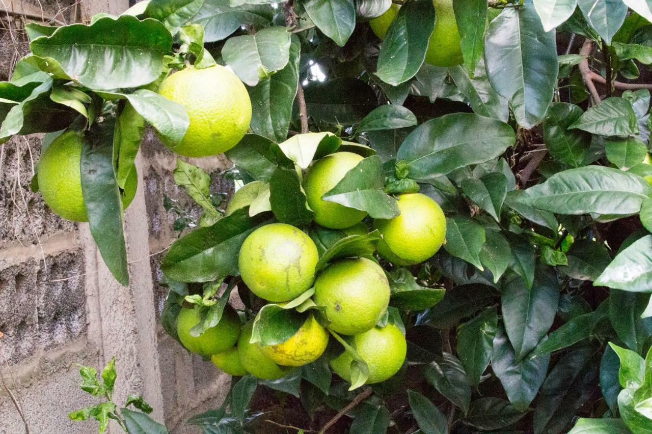 Bodega Goyo Διαμέρισμα Puntallana Εξωτερικό φωτογραφία