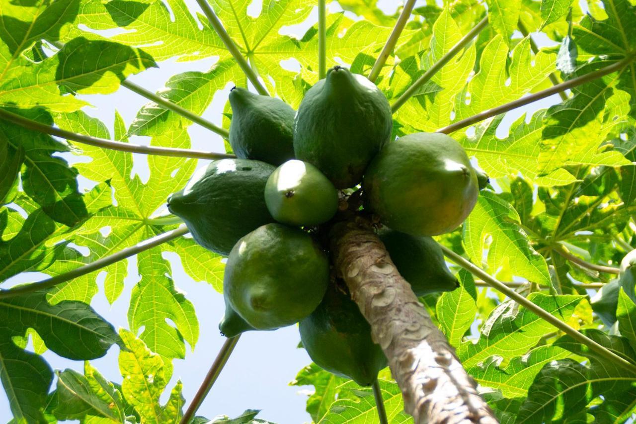 Bodega Goyo Διαμέρισμα Puntallana Εξωτερικό φωτογραφία