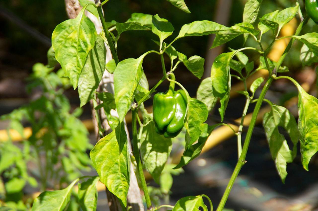 Bodega Goyo Διαμέρισμα Puntallana Εξωτερικό φωτογραφία