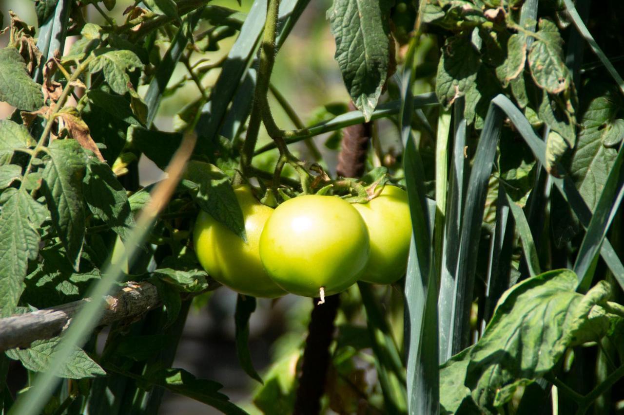 Bodega Goyo Διαμέρισμα Puntallana Εξωτερικό φωτογραφία